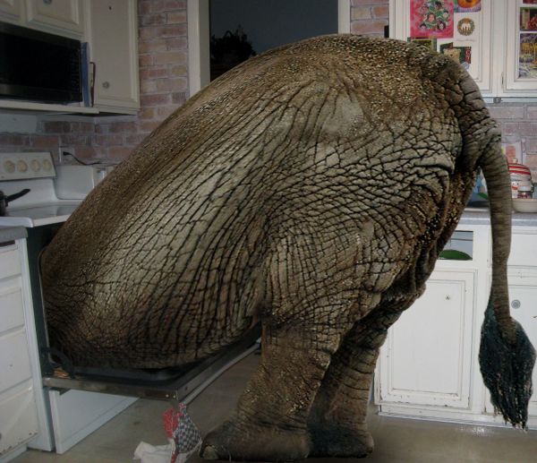 Baked Elephant